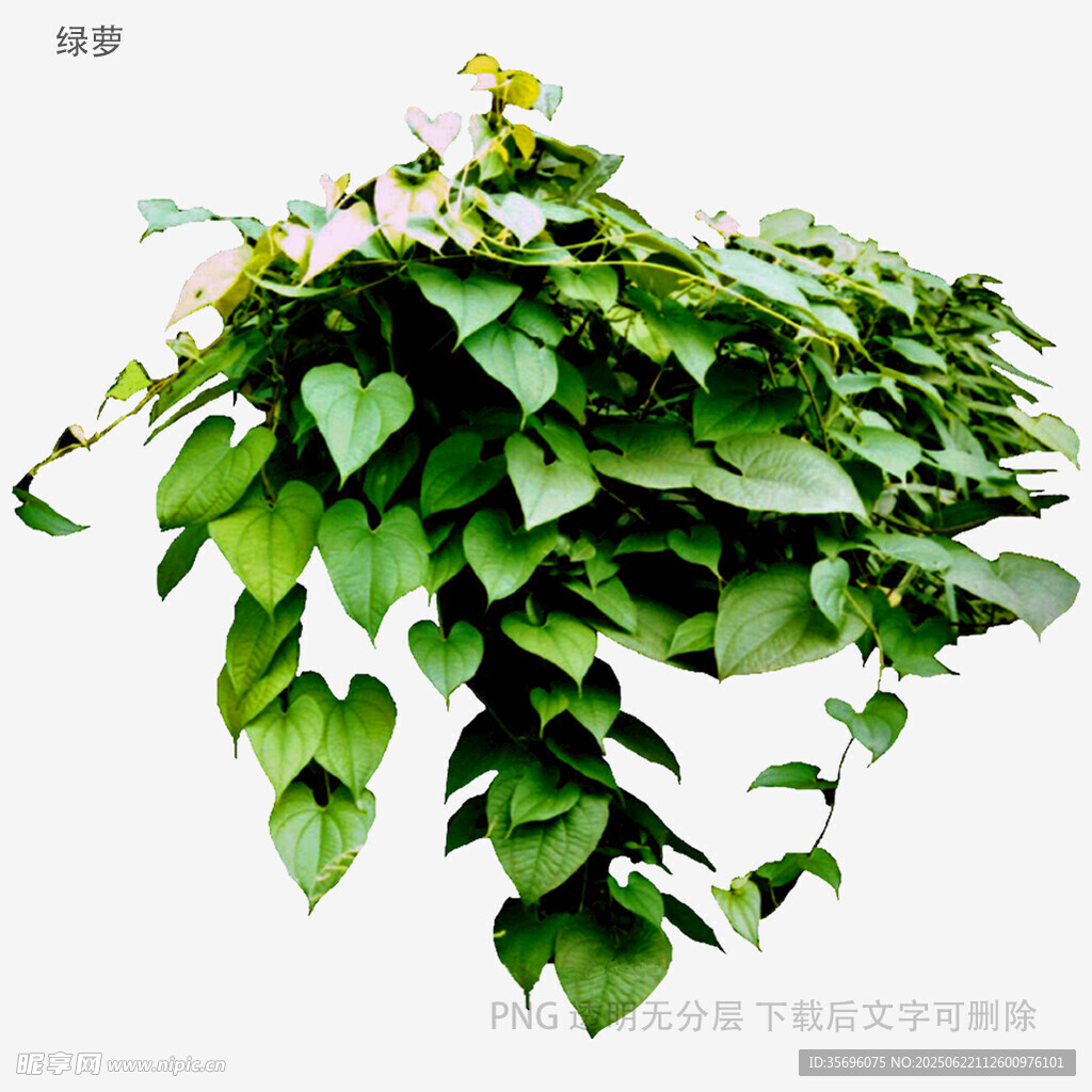 植物