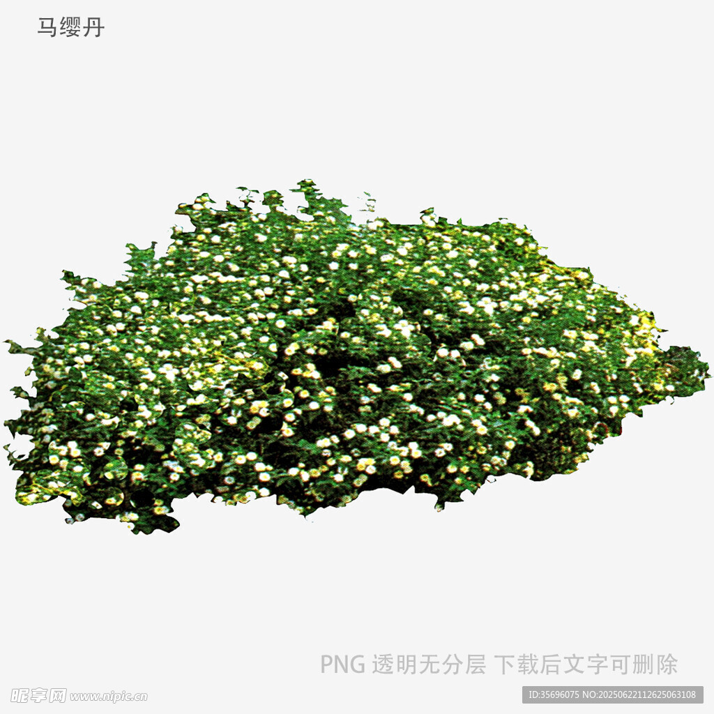翠綠繁密的馬纓丹植物