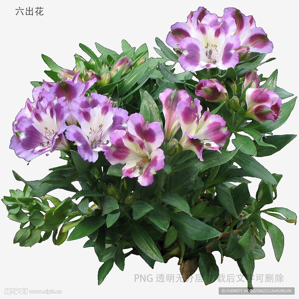 美麗紫白相間六出花