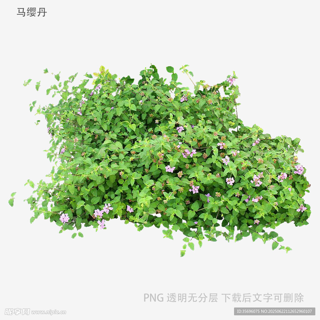 翠綠繁茂的垂吊植物