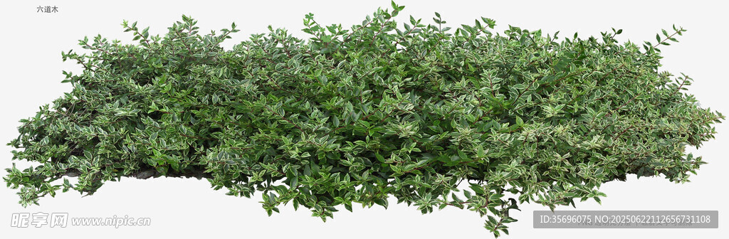 綠色灌木叢植物景觀