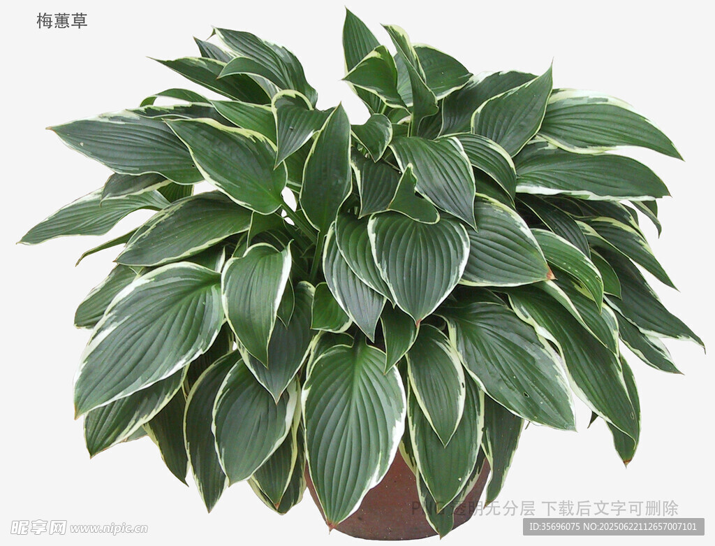 翠綠玉簪盆栽植物