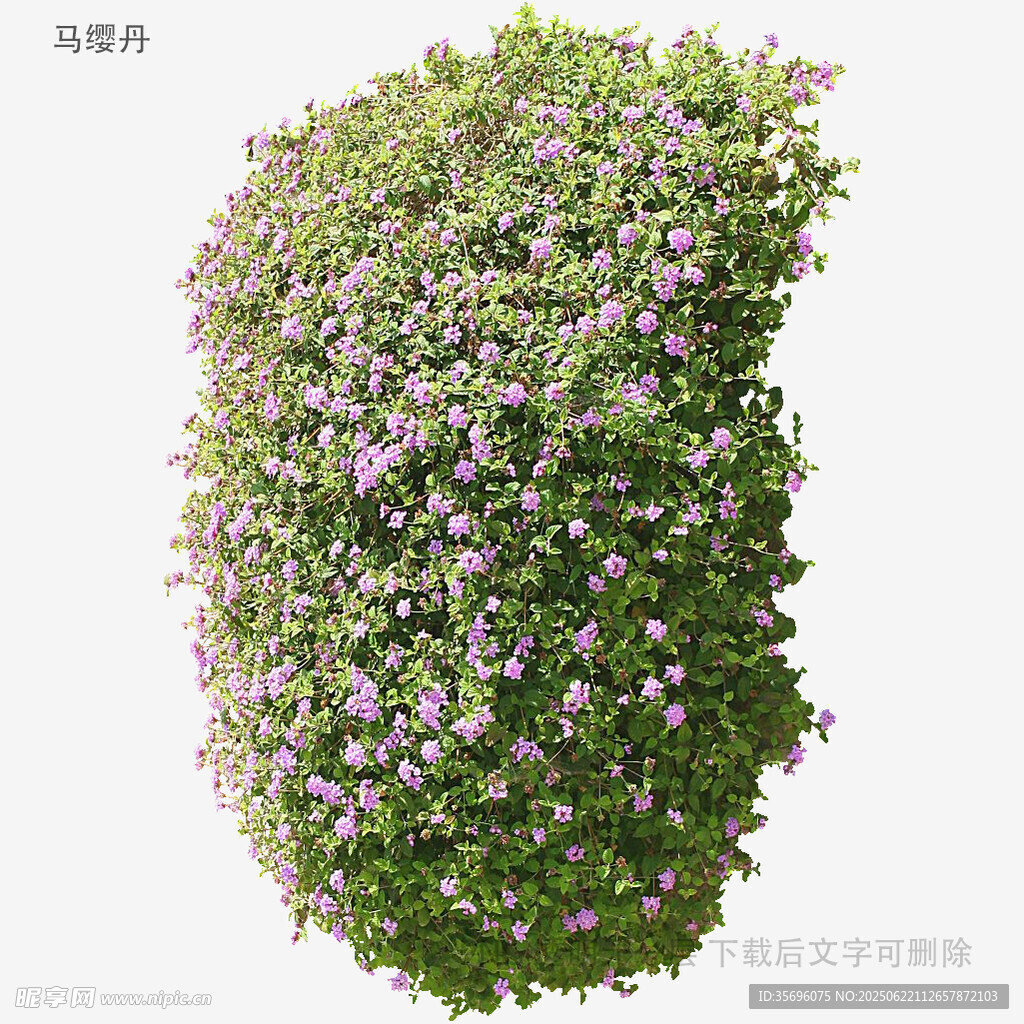 紫色花卉覆蓋的綠植造型