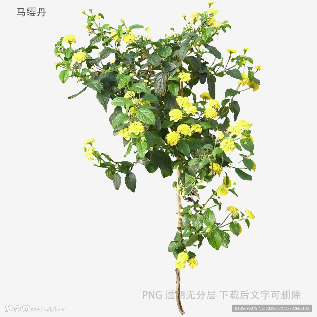 黃花綠葉植物特寫