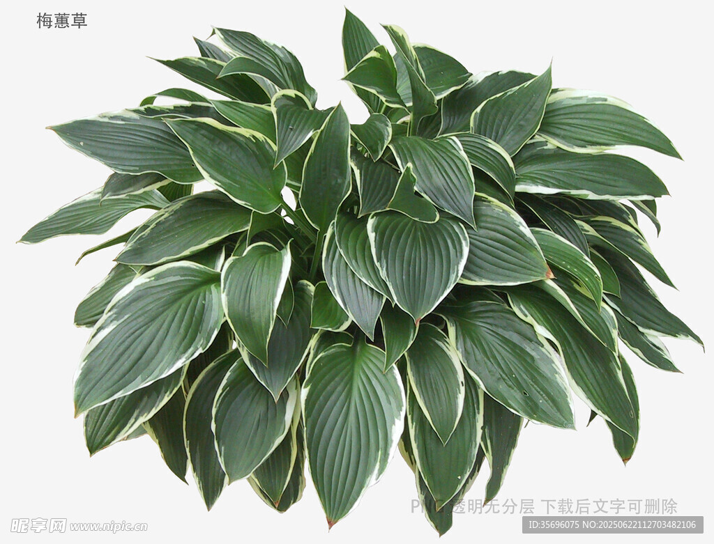 翠綠玉簪植物特寫