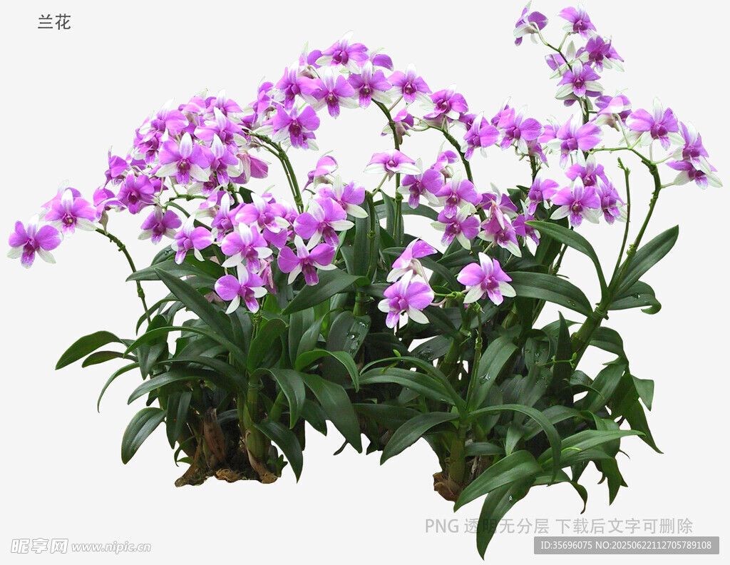 紫色蘭花綻放