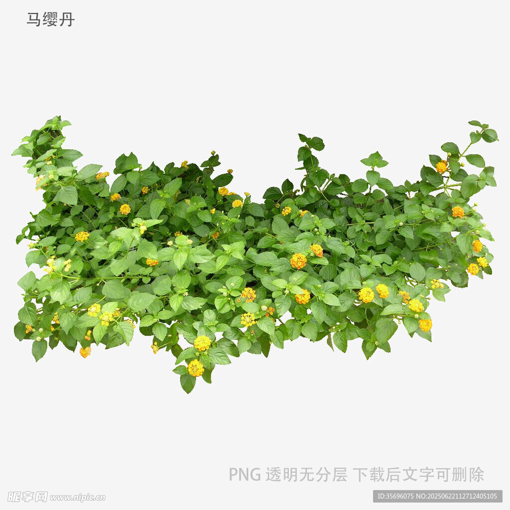 藤蔓上的黃色果實與綠葉