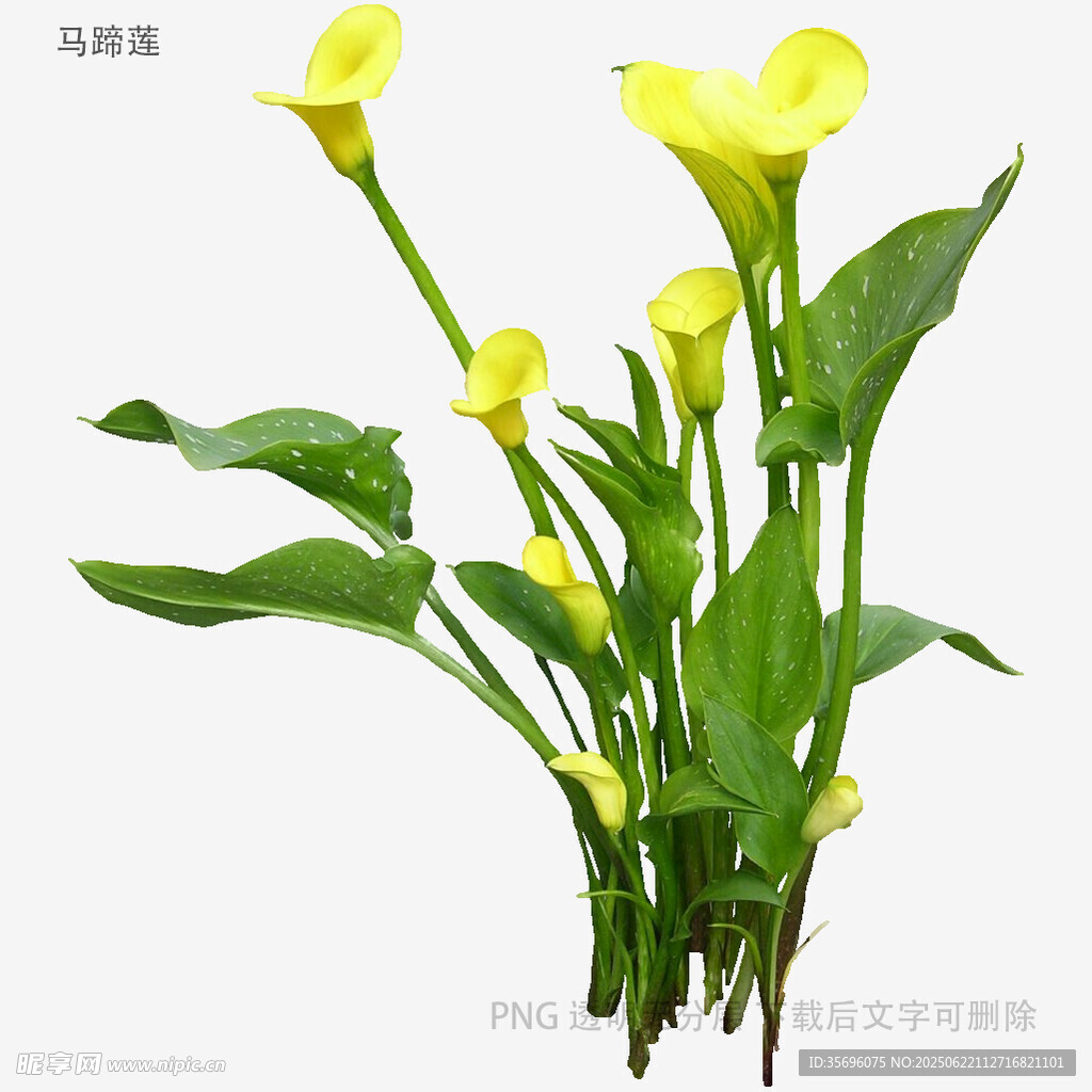黃色馬蹄蓮盆栽花卉