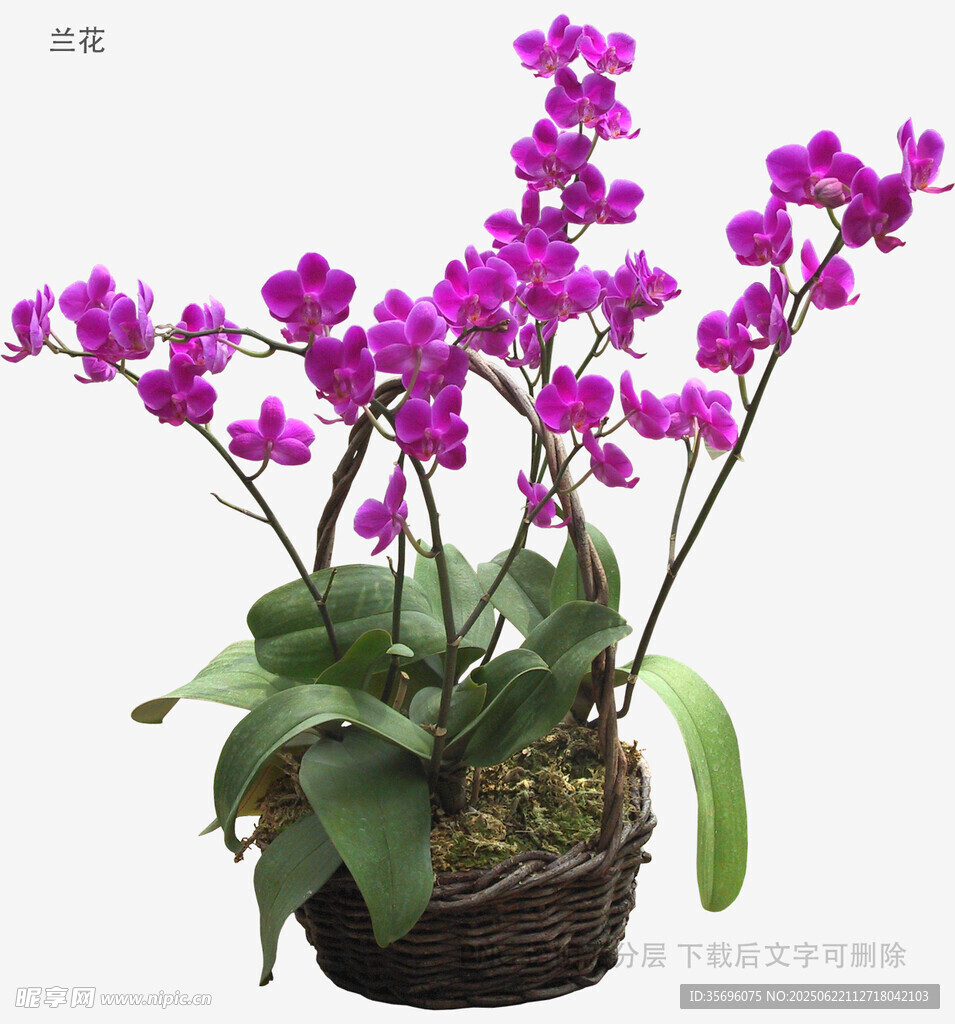 紫色蝴蝶蘭盆栽