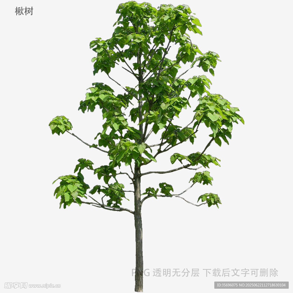 單棵綠樹(shù)特寫(xiě)