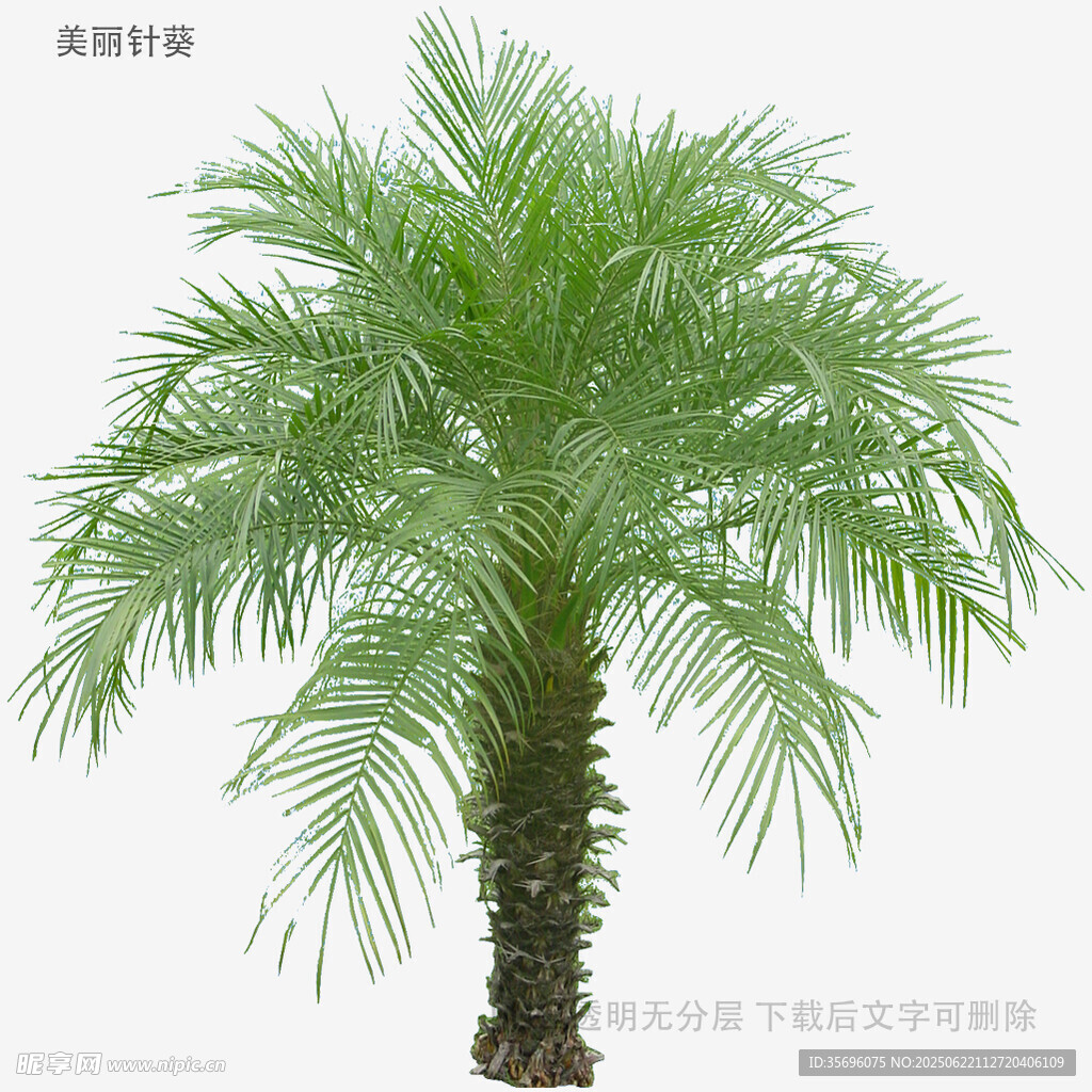 翠綠蒲葵樹