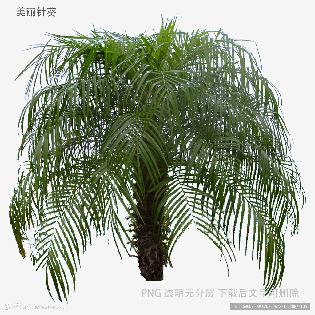優雅散尾葵植物特寫