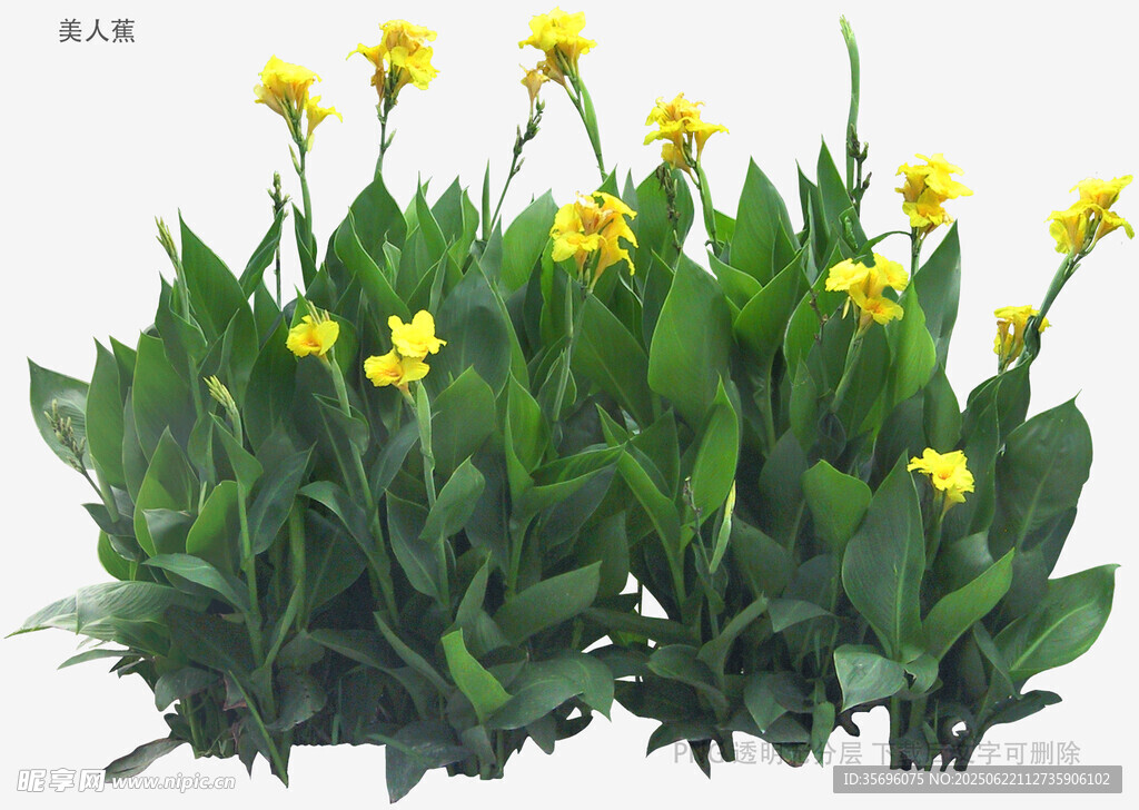 黃色小花綠植盆栽