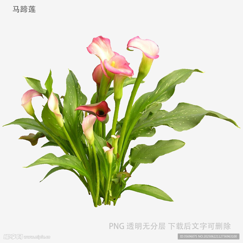 粉色馬蹄蓮花卉特寫
