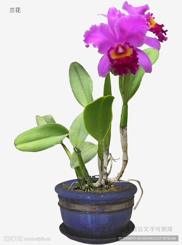 紫色蘭花盆栽