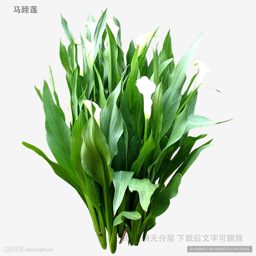 清新馬蹄蓮綠植花卉一束