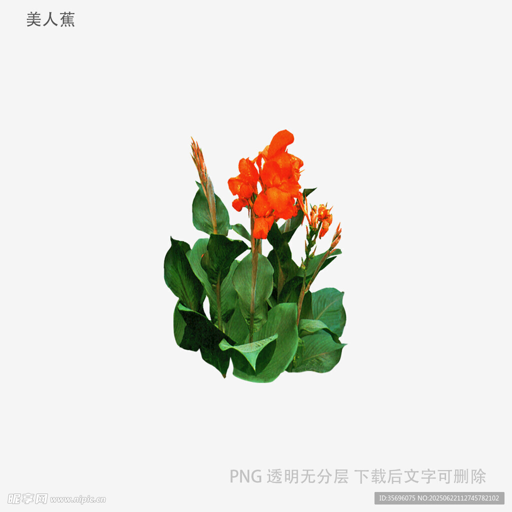 鮮艷美人蕉花卉特寫
