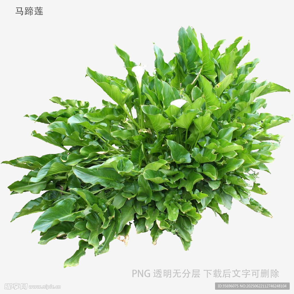 鮮綠茂盛的空心菜植株