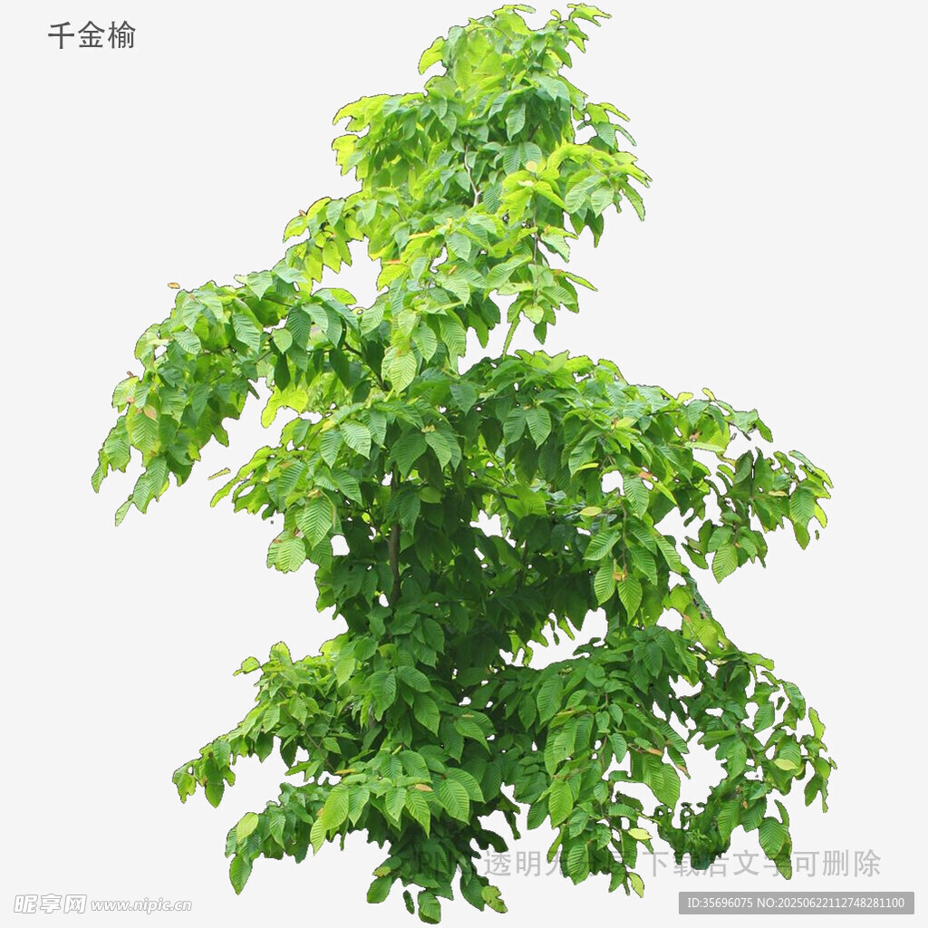 翠綠繁茂的單株綠植