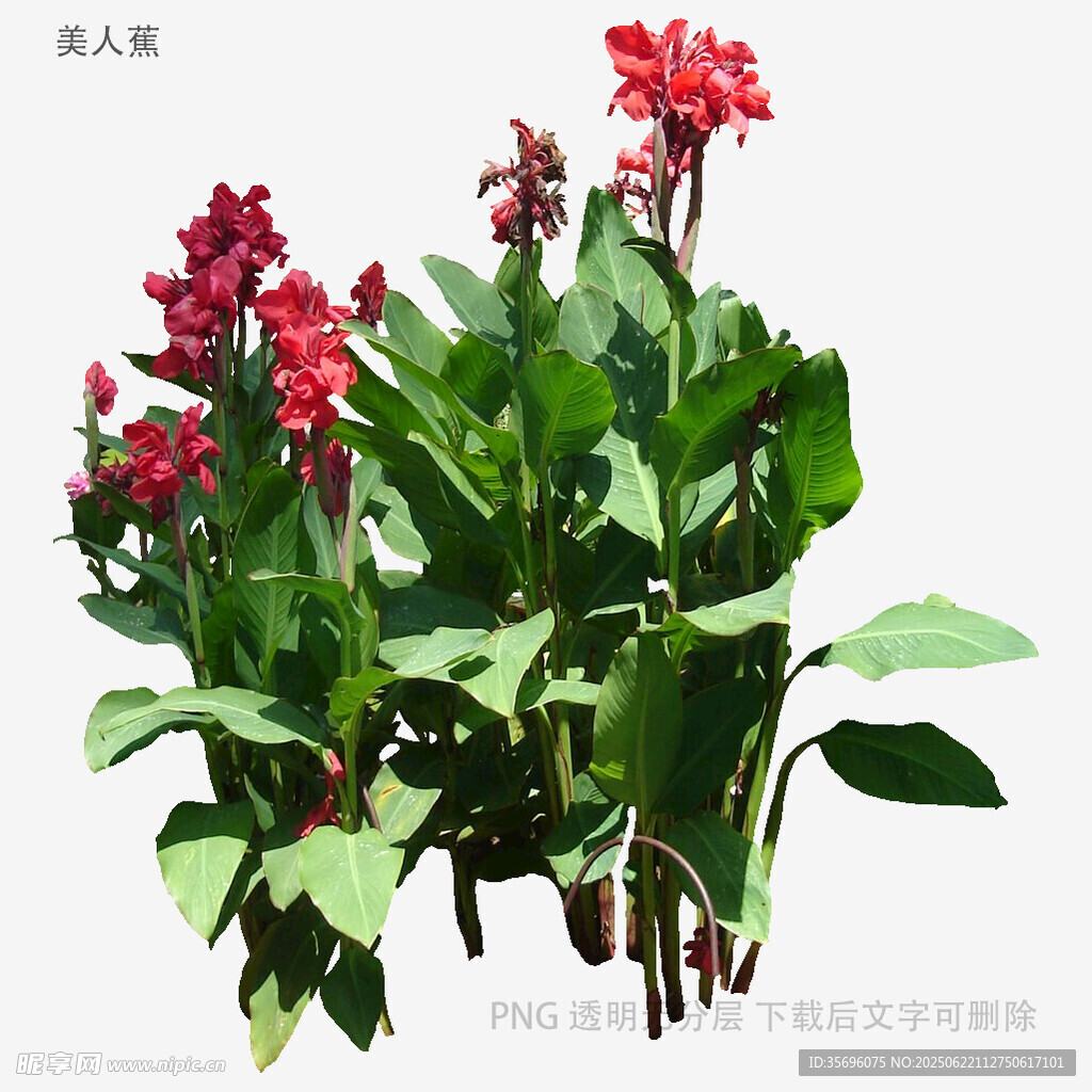 艷麗美人蕉盆栽花卉植物