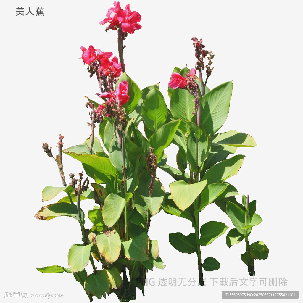 嬌艷長春花綻放綠意間