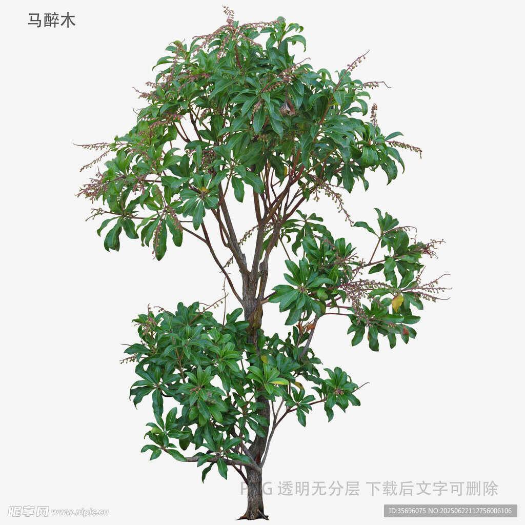 單棵綠植模型展示