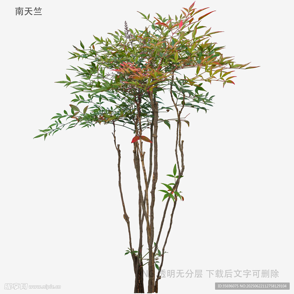 秀麗多彩竹樹景觀
