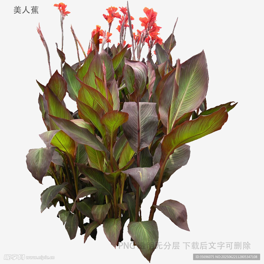 艷紅花朵配深綠葉片植物
