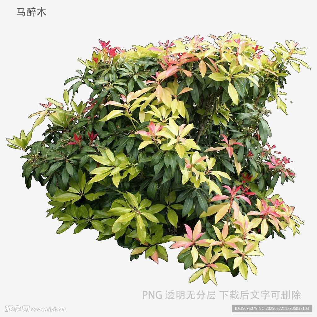 多彩葉片的觀賞灌木