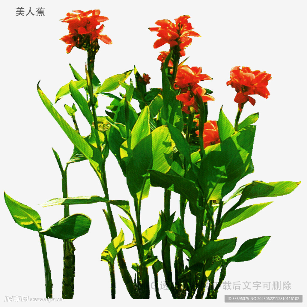 鮮艷紅掌植物花卉特寫