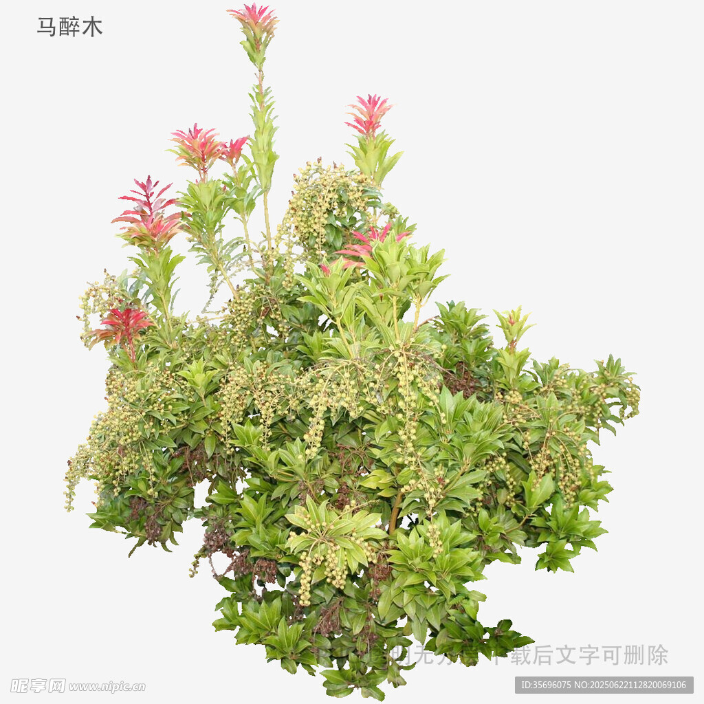 粉色花朵綠植特寫