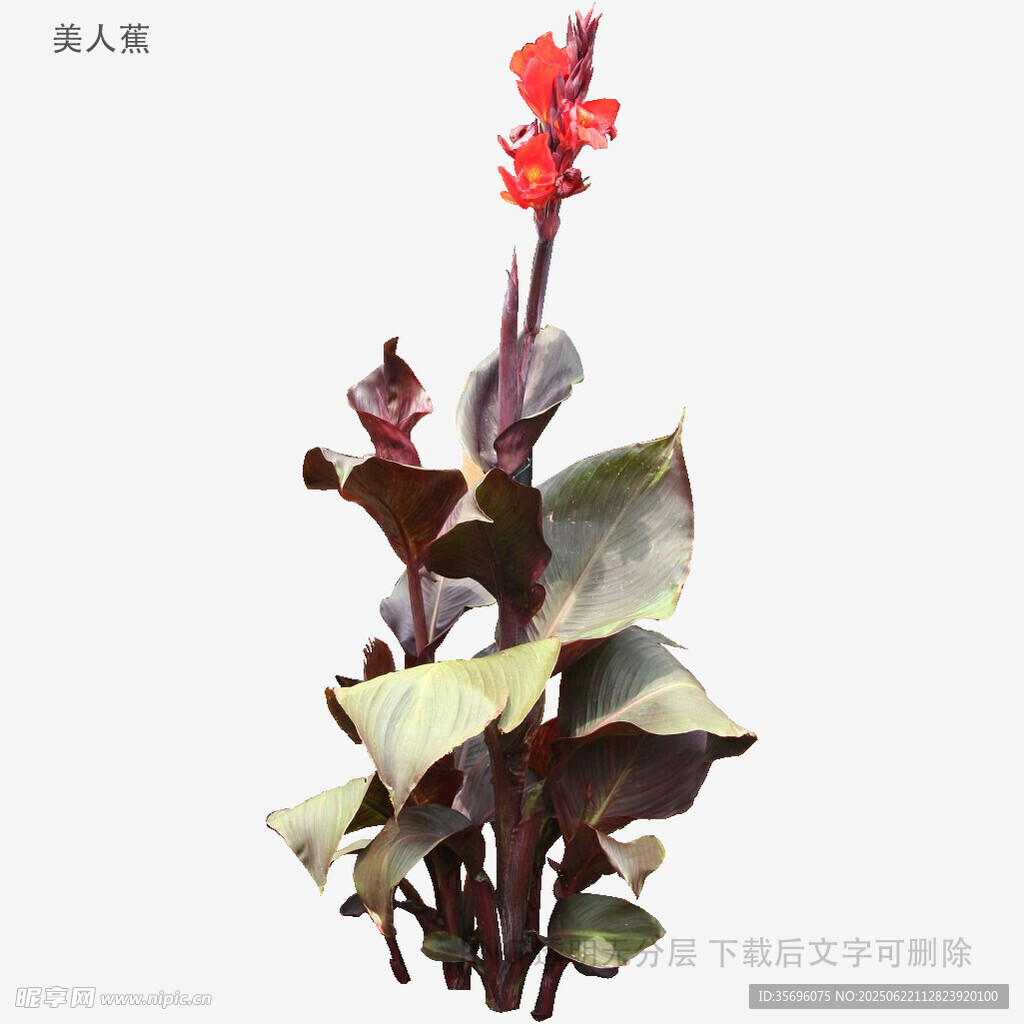 紅穗鐵莧菜植物特寫