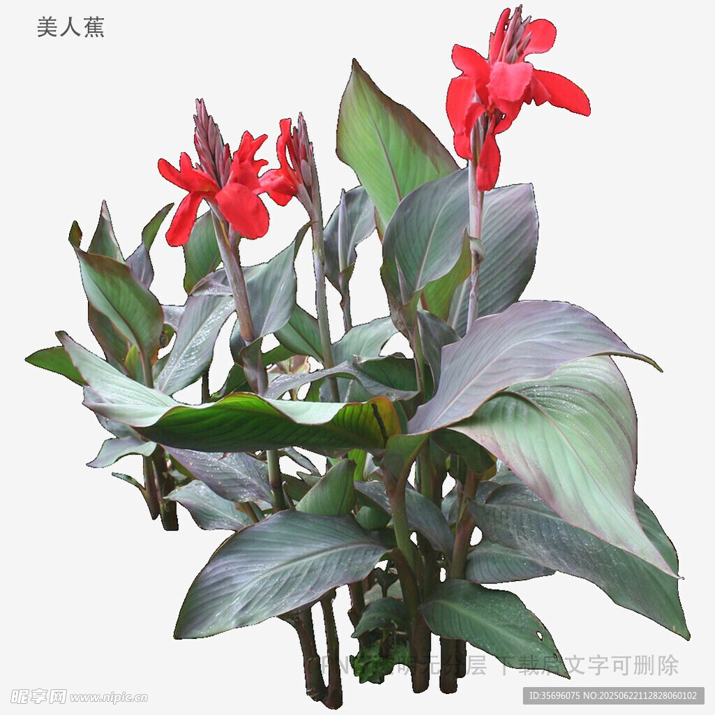 艷麗美人蕉植物花卉圖