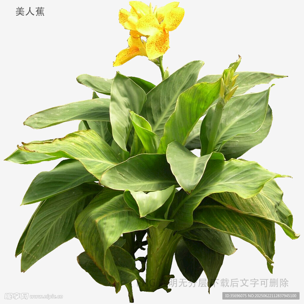 黃苞綠葉的美麗盆栽植物