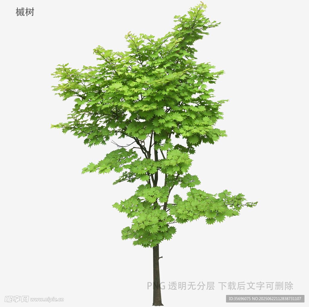綠色單棵樹木3D模型展示
