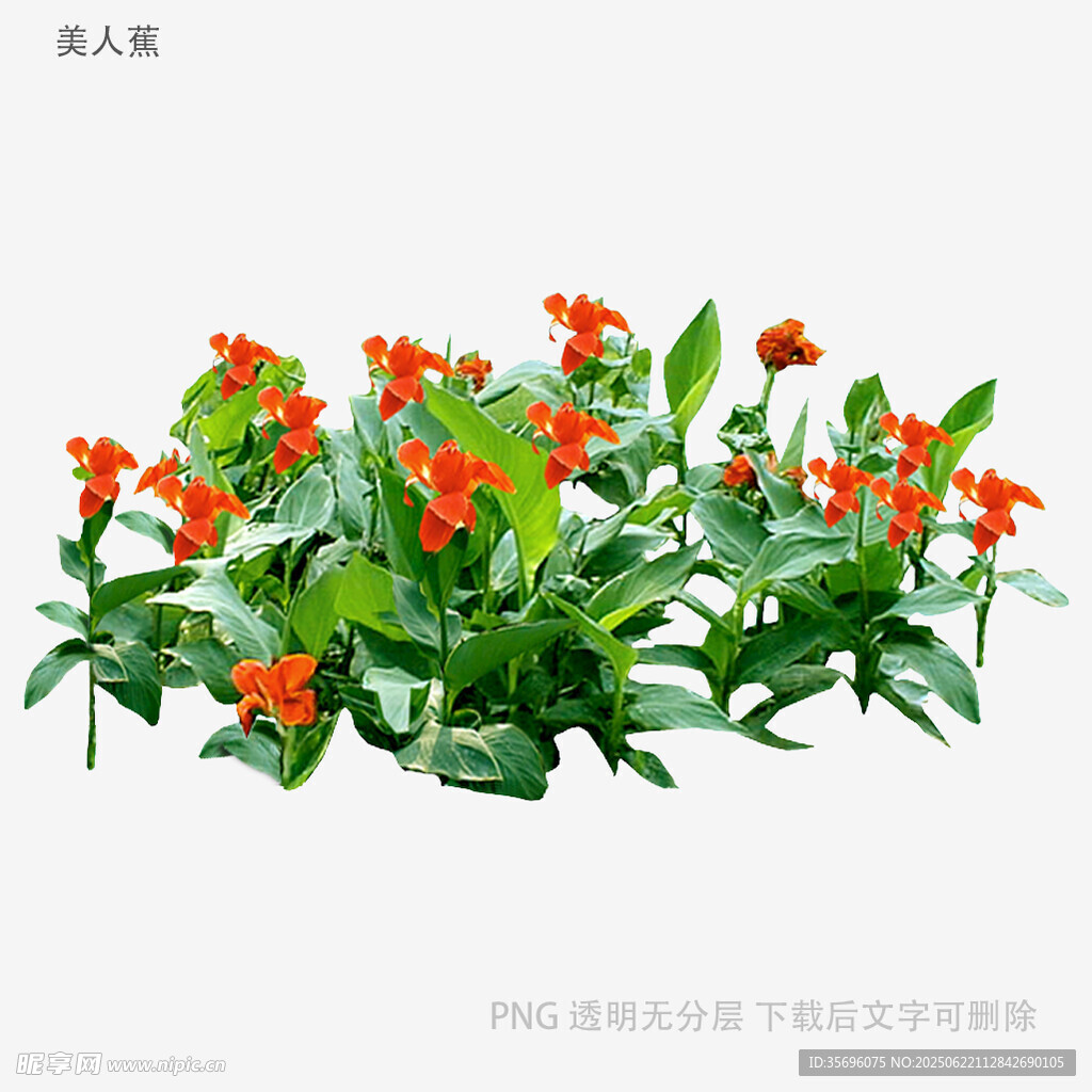 鮮艷橙花綠植盆栽