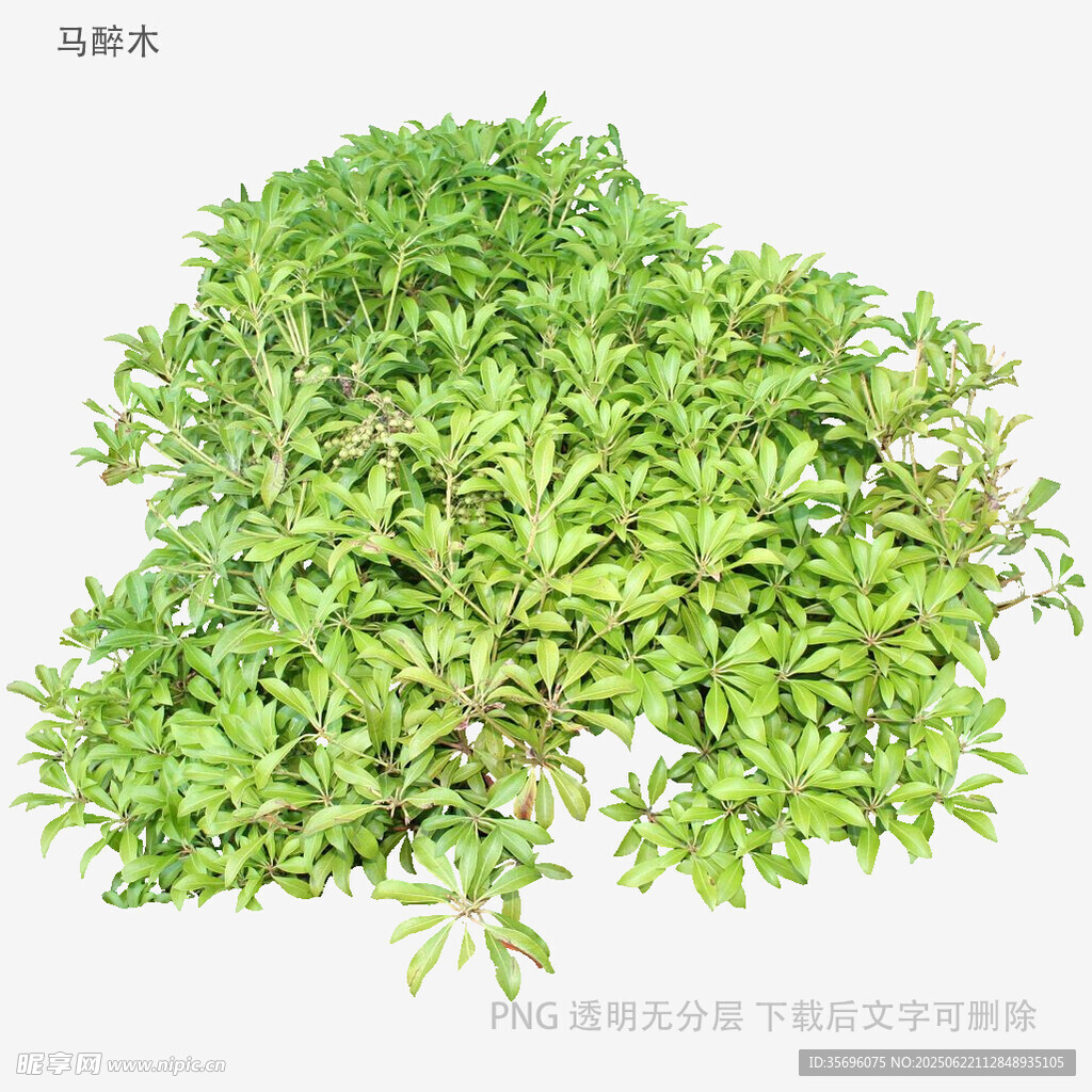 翠綠茂盛的綠植景觀