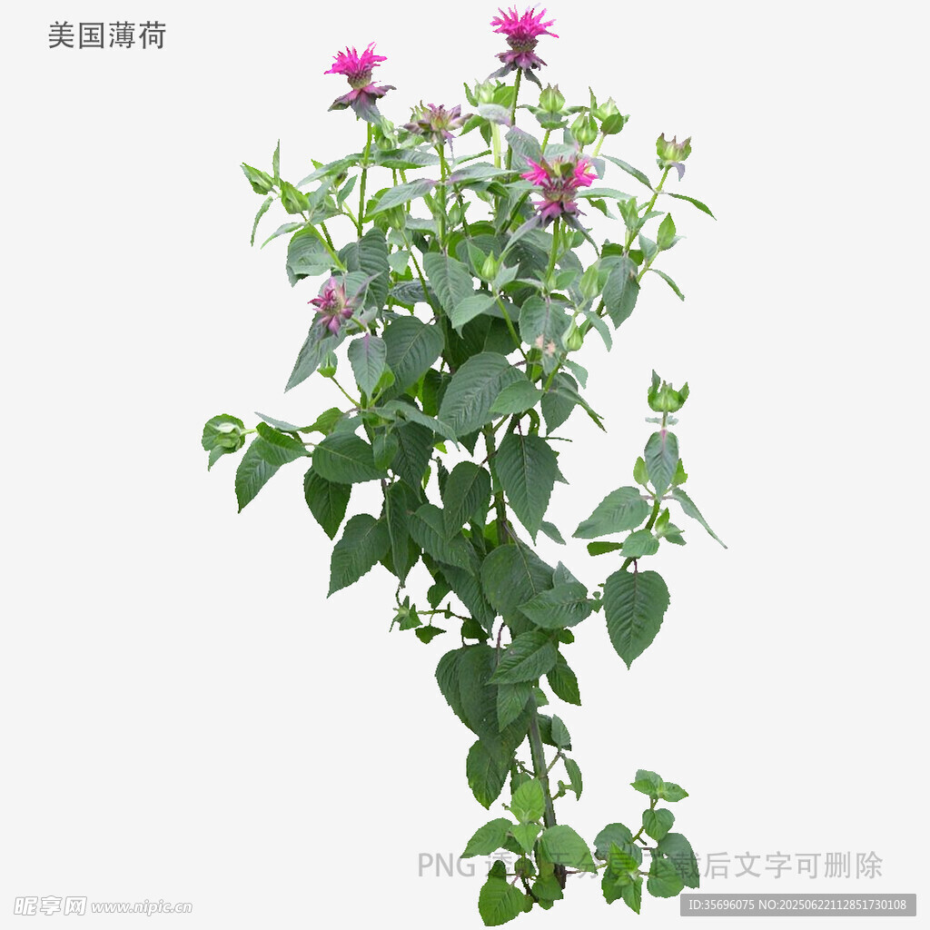 粉色花朵綠植特寫