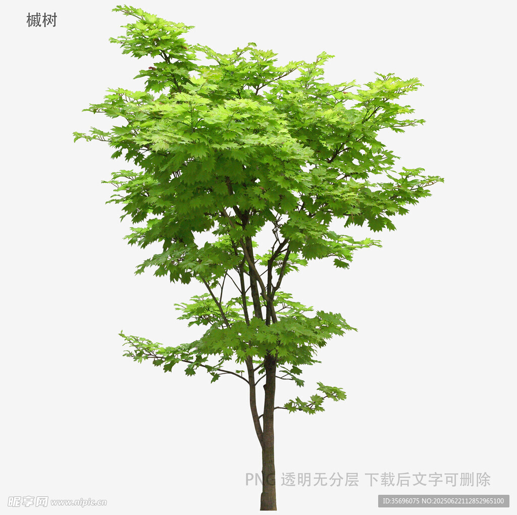 翠綠單棵樹木3D模型展示