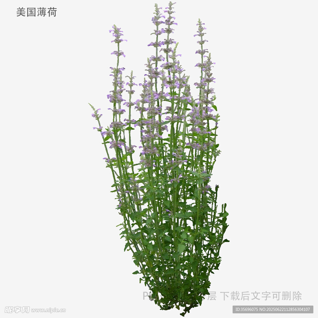 紫色穗狀綠植特寫(xiě)