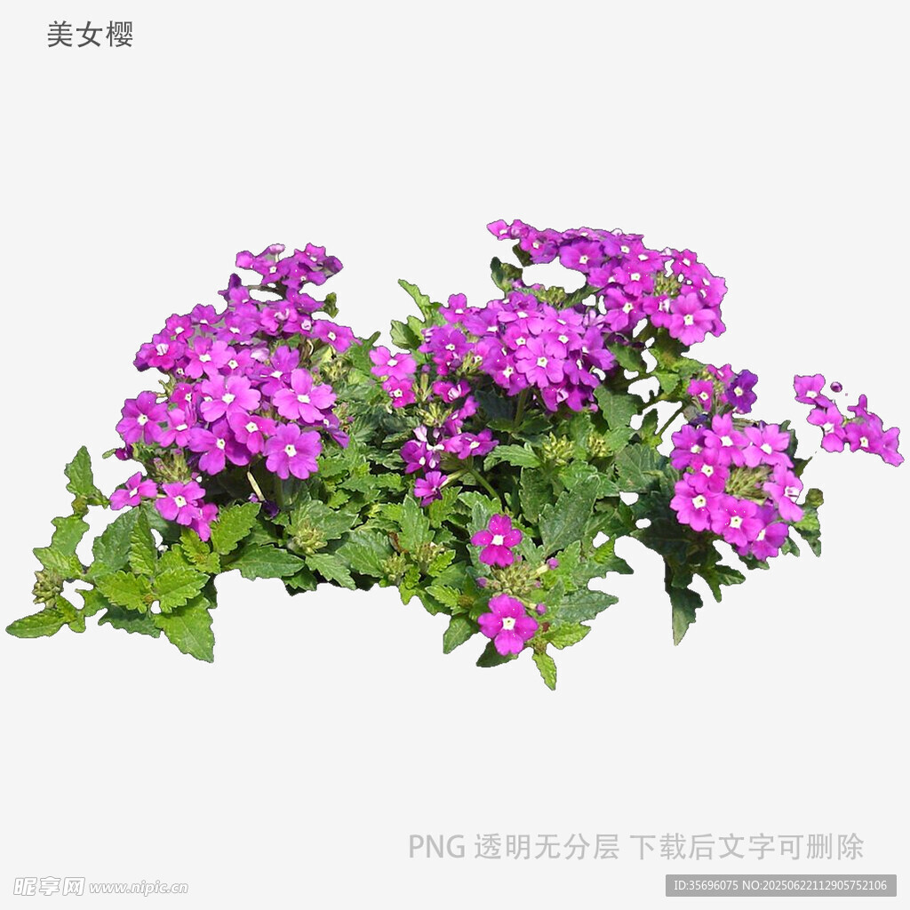 紫色花卉盆栽特寫