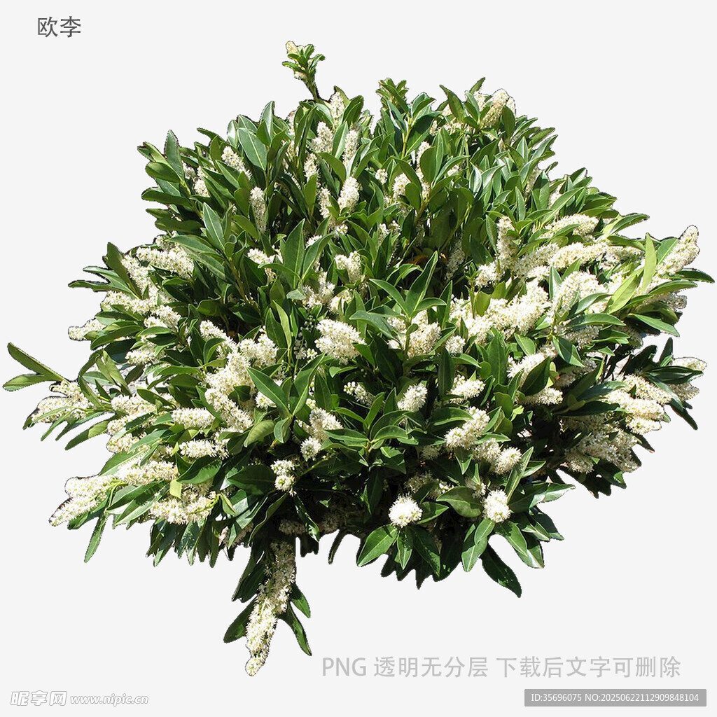 翠綠繁茂的白色花卉植物