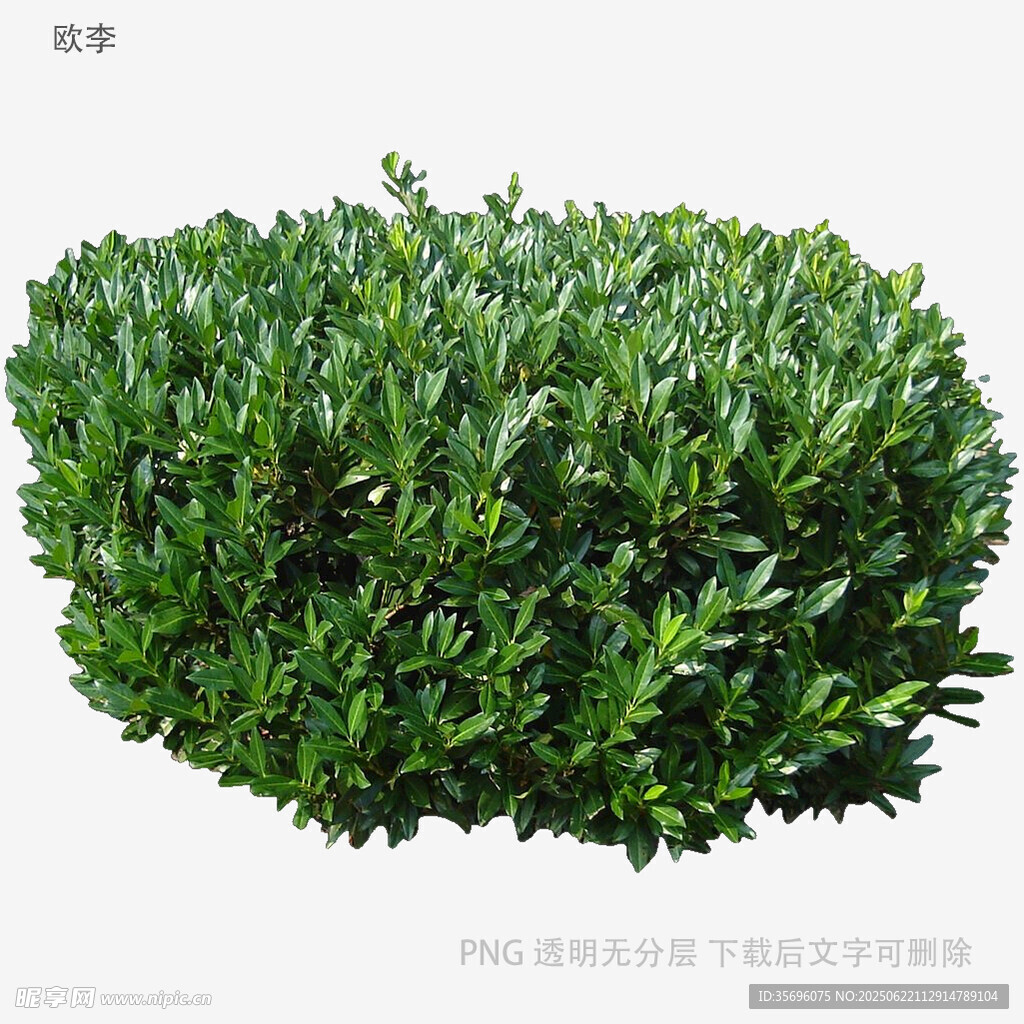 圓形綠植灌木