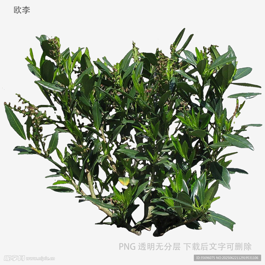 翠綠繁茂的灌木植物