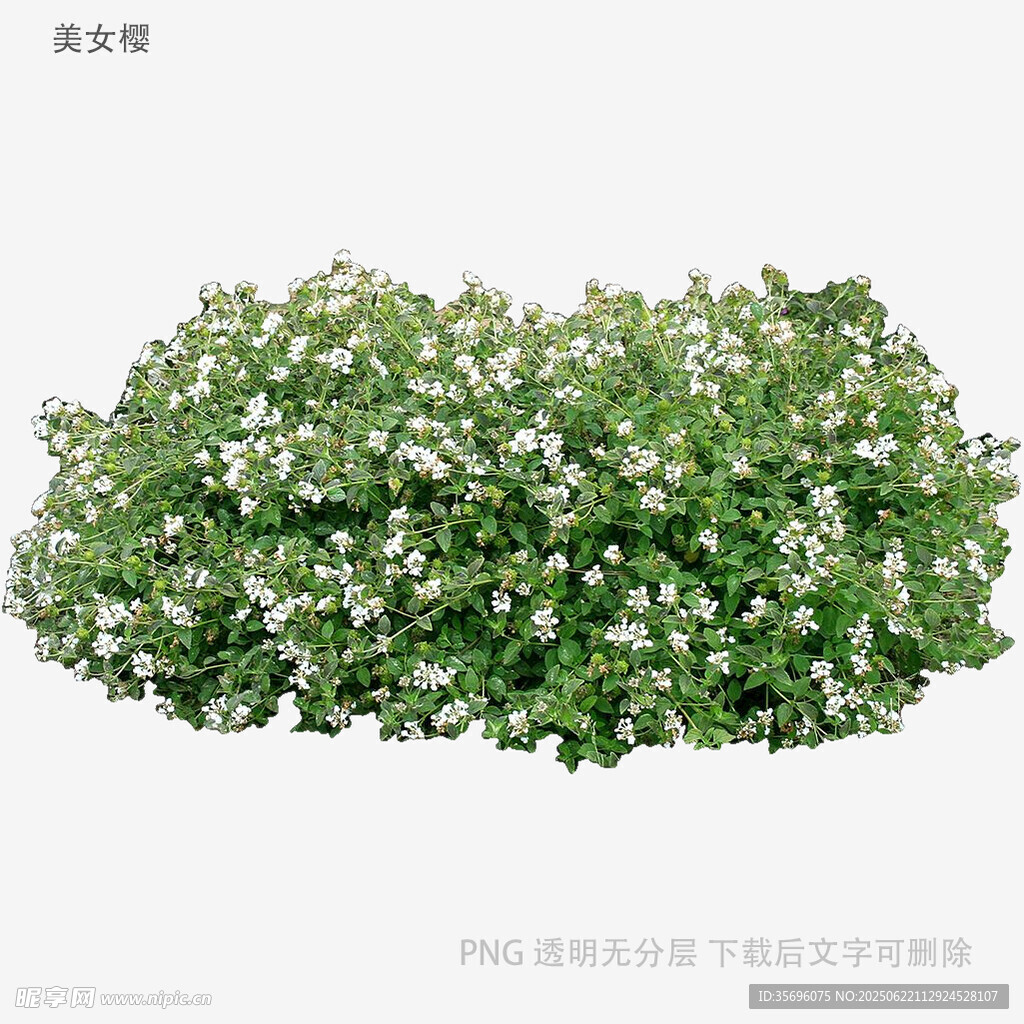 白色小花綠植盆栽
