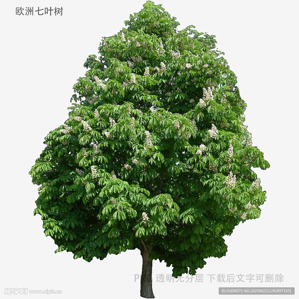茂盛綠樹特寫