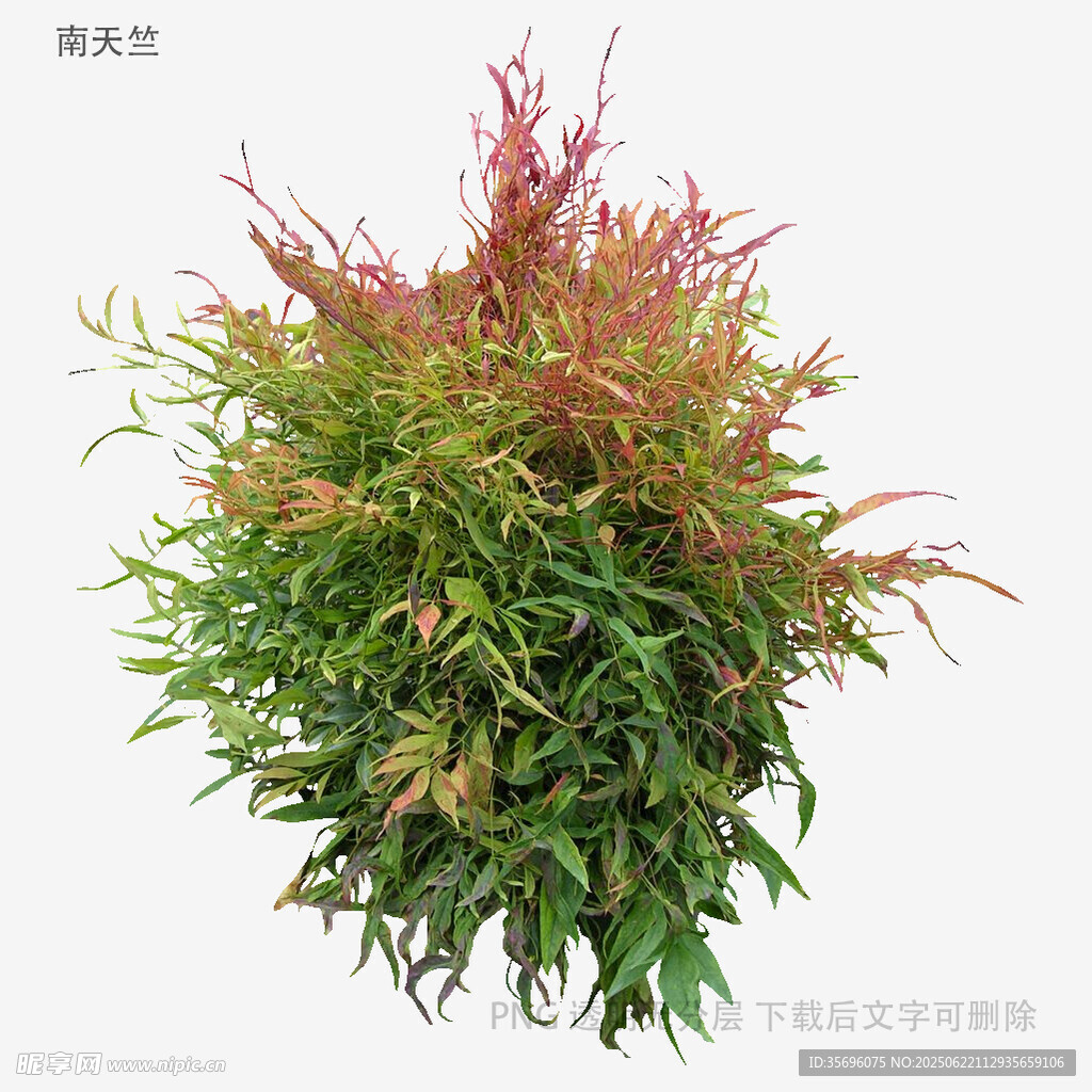 多彩綠植盆栽
