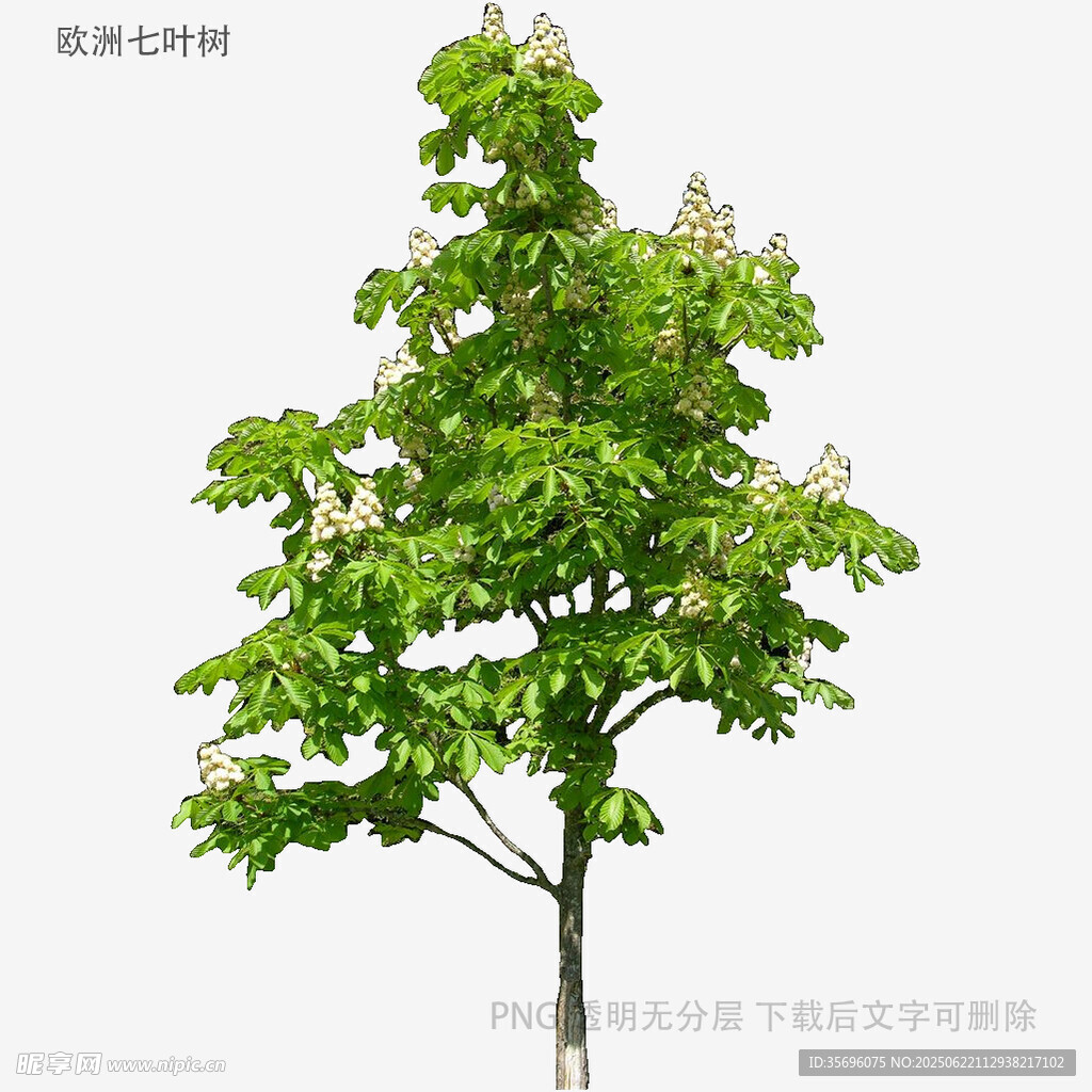 單棵綠樹3D模型展示