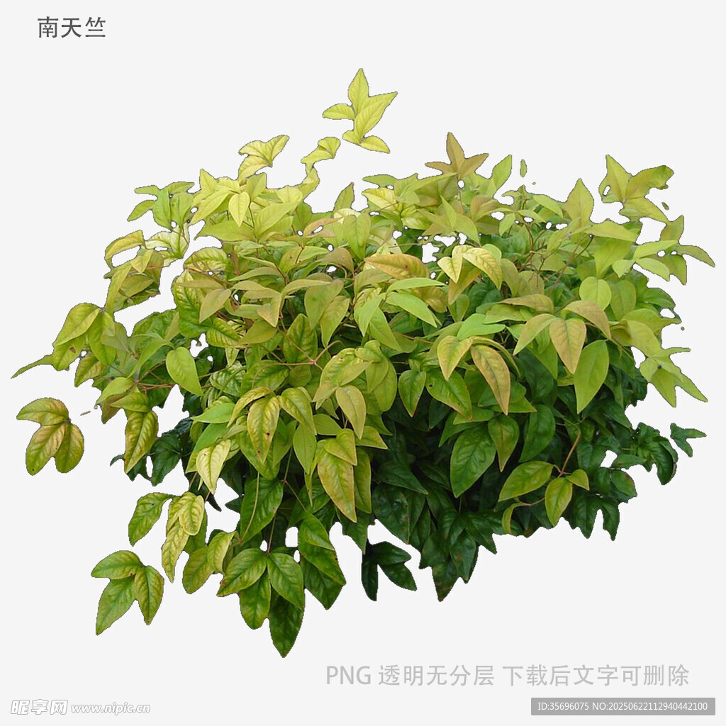 翠綠繁茂的叢生植物