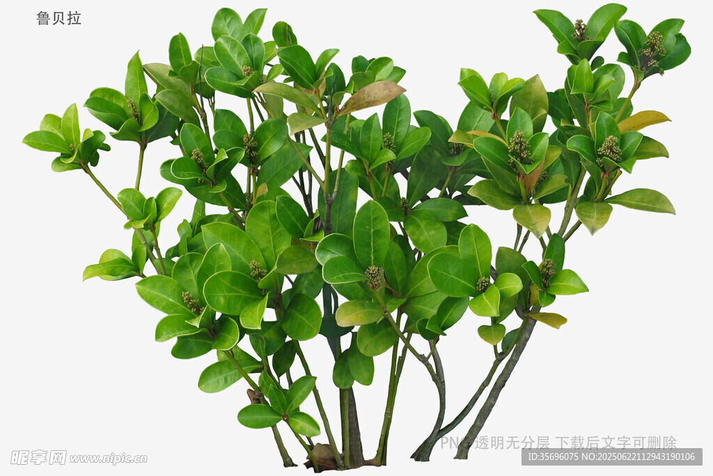 翠綠植物枝葉特寫(xiě)